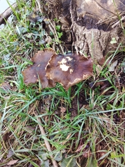 Tricholoma fracticum