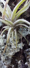 Tillandsia incarnata