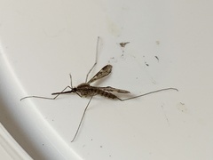 Anopheles punctipennis