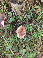 Tricholoma fracticum