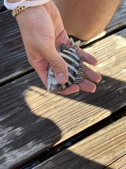 Archosargus probatocephalus