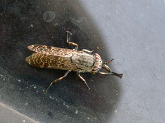 Haematopota pluvialis