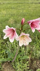 Crinum bulbispermum