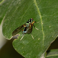 Raphiocera