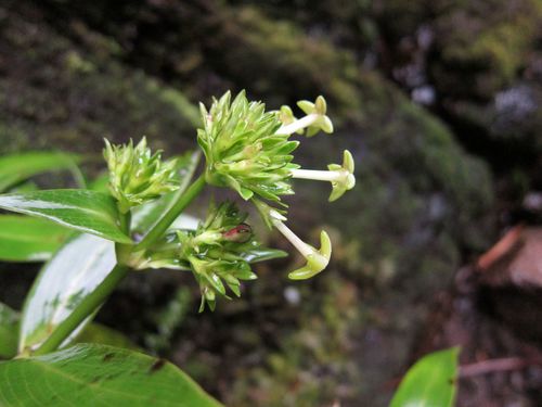 Kadua centranthoides observed 2010-07-19