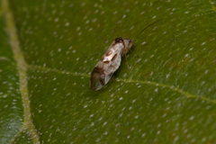 Graphopsocus