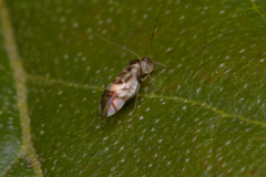 Graphopsocus
