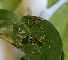 Raphiocera