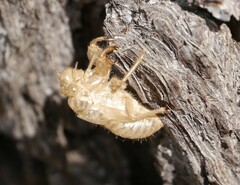 Cicada orni