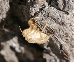 Cicada orni