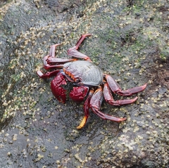 Grapsus adscensionis