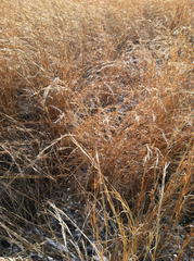 Andropogon virginicus virginicus