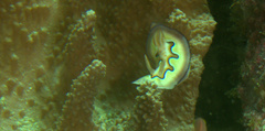 Goniobranchus coi