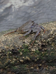 Grapsus adscensionis