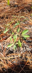 Croton argyranthemus