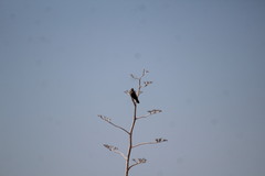Falconiformes