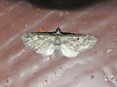 Eupithecia