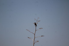 Falconiformes