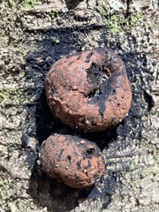 Hypoxylaceae
