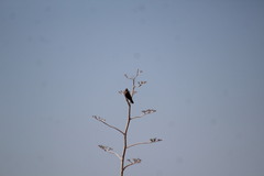 Falconiformes