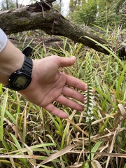 Spiranthes odorata