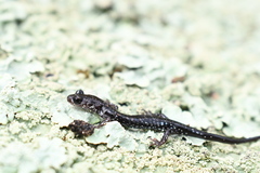Plethodon kiamichi