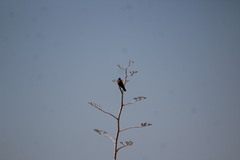 Falconiformes