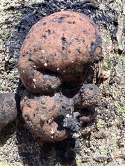 Hypoxylaceae