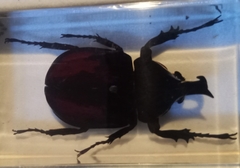 Xylotrupes gideon