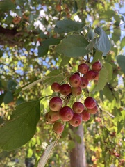 Malus baccata