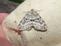 Thera contractata