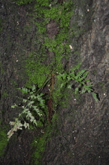 Asplenium incisum