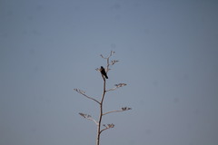 Falconiformes