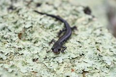 Plethodon kiamichi