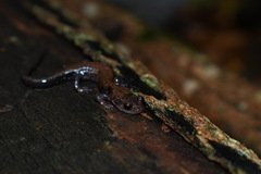 Plethodon ouachitae