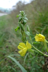 Oenothera