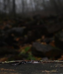 Plethodon ouachitae