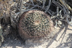 Mammillaria grusonii