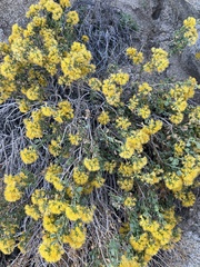 Ericameria cuneata