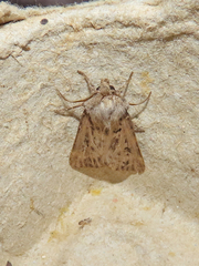 Agrotis gladiaria