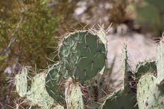 Opuntia gilvescens