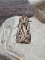 Agrotis gladiaria