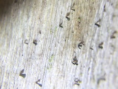 Microcalicium ahlneri