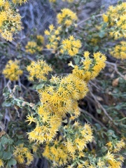 Ericameria cuneata