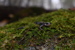 Plethodon ouachitae