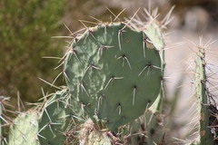 Opuntia gilvescens