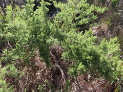 Asparagus rubicundus