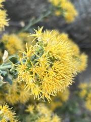 Ericameria cuneata