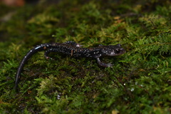 Plethodon ouachitae