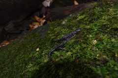 Plethodon ouachitae